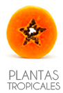 ver PLANTAS TROPICALES